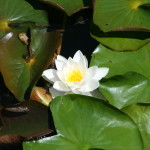 white radiating Lotus