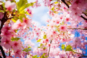cherry blossom kyoto